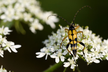 Strangalia aurulenta / Strangalie