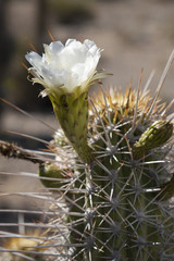 Echinopsis chiloensis subsp. chiloensis