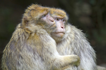 Naklejka na ściany i meble Macaca sylvanus / Magot / Macaque de Barbarie