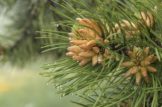 Pinus pinaster / Pinus mesogeensis / Pin maritime
