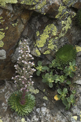 Saxifraga florulenta / Saxifrage à fleurs nombreuses