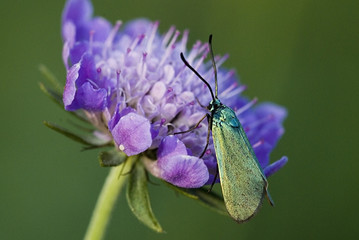 Adscita statices / Turquoise / Mâle