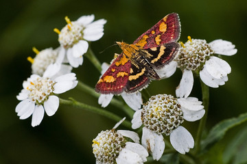 Pyrausta purpuralis / Pyrauste pourpre / Pyrale pourpre