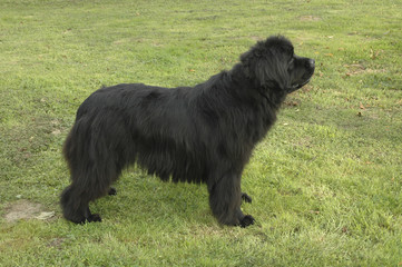 Chien / race Terre-Neuve