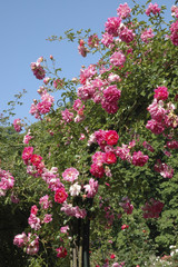 Rose 'Alexandre Girault'