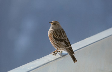 Prunella collaris / Accenteur alpin