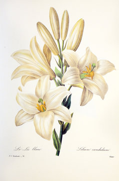 Lilium Candidum / Lis Candide