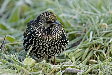 Sturnus vulgaris / Etourneau sansonnet