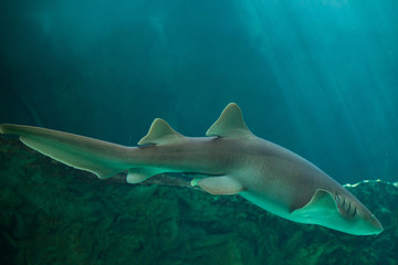 Nurse shark (Ginglymostoma cirratum). © Vladimir Wrangel