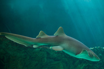 Nurse shark (Ginglymostoma cirratum).