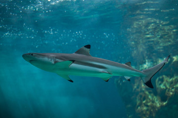 Naklejka premium Blacktip reef shark (Carcharhinus melanopterus).
