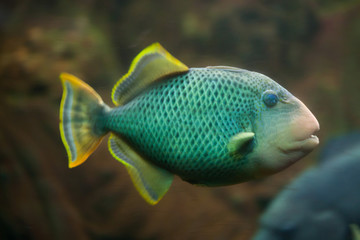 Yellowmargin triggerfish (Pseudobalistes flavimarginatus).
