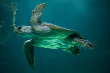 Obraz na płótnie Canvas Loggerhead sea turtle (Caretta caretta).