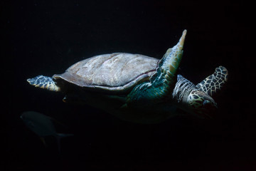 Obraz premium Hawksbill sea turtle (Eretmochelys imbricata)