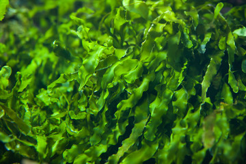 Green seaweed (Ulva compressa). - obrazy, fototapety, plakaty