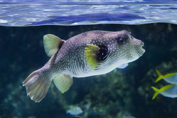 White-spotted puffer (Arothron hispidus).