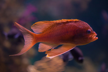 Swallowtail seaperch (Anthias anthias)