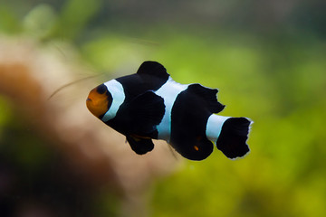 Saddleback clownfish (Amphiprion polymnus).