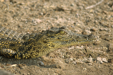 Crocodylus niloticus / Crocodile du Nil