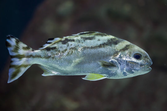 Target fish (Terapon jarbua).