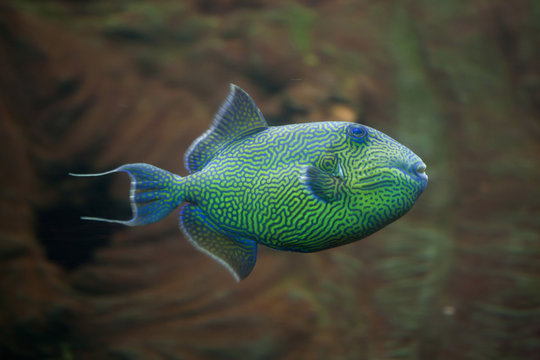 Yellow-spotted triggerfish (Pseudobalistes fuscus).