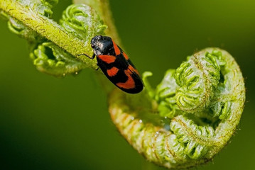 Cercopis vulnerata / Cercope rouge sang
