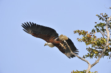 Haliaeetus vocifer / Pygargue vocifer