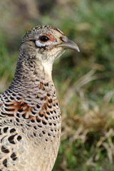 Phasianus colchicus / Faisan de Colchide / femelle