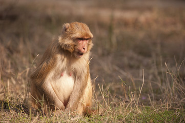 Macaca mulatta / Macaque rhésus