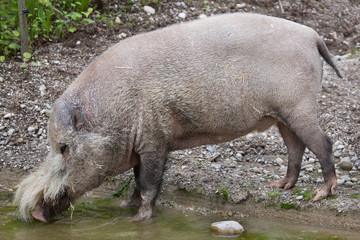 Bornean bearded pig (Sus barbatus)