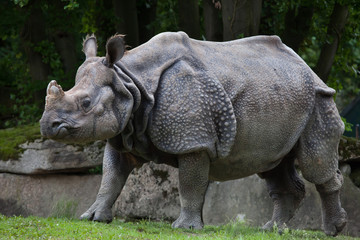 Naklejka premium Indian rhinoceros (Rhinoceros unicornis).