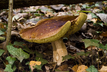 Boletus edulis / Cèpe de Bordeaux