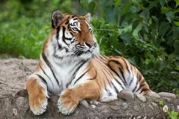 Tuinposter Tijger Siberische tijger (Panthera tigris altaica)