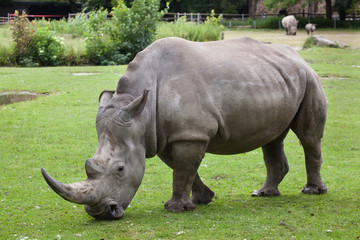 Obraz premium Southern white rhinoceros (Ceratotherium simum simum).