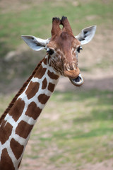 Reticulated giraffe (Giraffa camelopardalis reticulata).