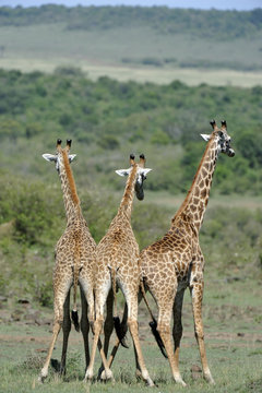 Giraffa camelopardalis tippelskirchi / Girafe masai