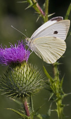 Pieris brassicae / Piéride du chou
