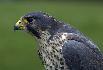 Falco peregrinus/ Faucon pélerin