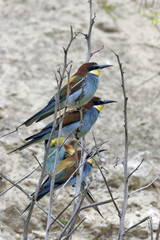 Merops apiaster / Guêpier d'Europe