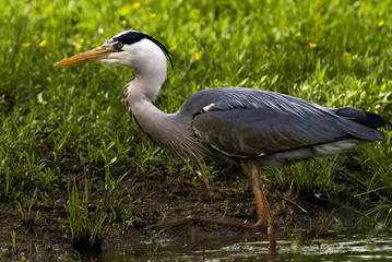 Ardea cinerea / Héron cendré