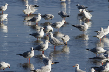 Group of Seagull