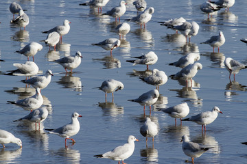 Group of Seagull