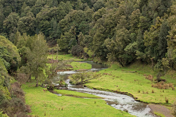 Forest, New Zealand