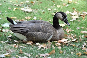 Goose in Grass