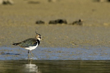 Vanellus vanellus / Vanneau huppé