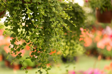 Fototapeta premium Flowers and plants with pots in the greenhouse