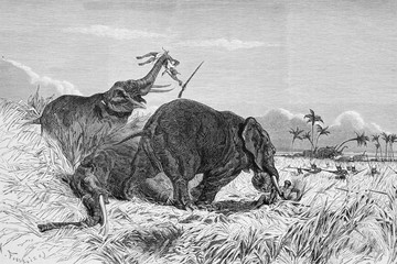 Illustration / Chasse aux éléphants par les Amazones / Dahomey