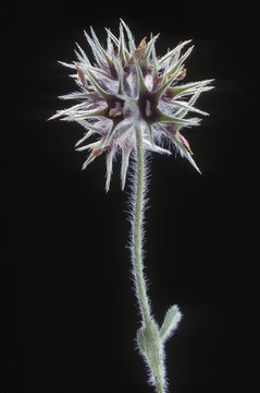 Trifolium stellatum / Trèfle étoilé