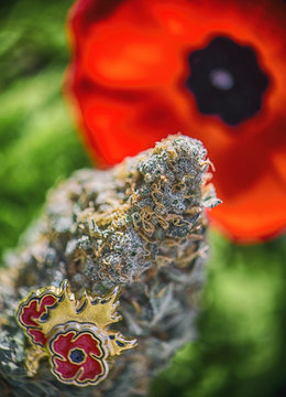 Cannabis bud in front of a poppy flower - medical marijuana for