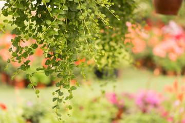 Flowers and plants with pots in the greenhouse